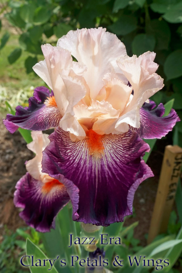 JAZZ ERA - 2010 Tall Bearded Iris