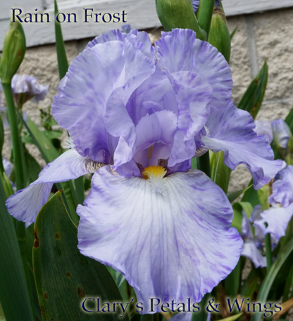 Rain on Frost 2009 Tall Bearded Iris