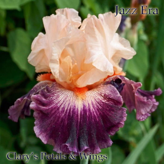 JAZZ ERA - 2010 Tall Bearded Iris