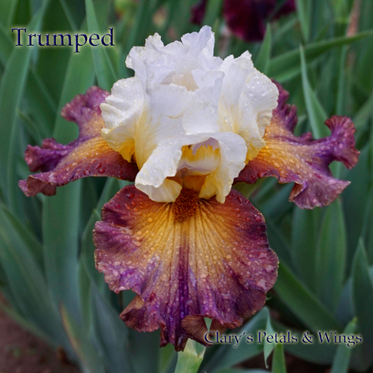 TRUMPED - 2008 Tall Bearded Iris