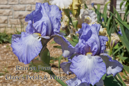 Rain on Frost 2009 Tall Bearded Iris