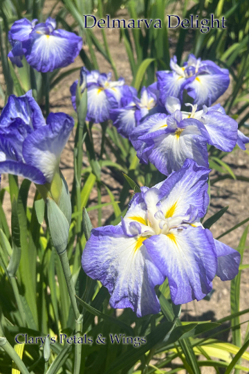 DELMARVA DELIGHT - Ensata - Japanese Iris