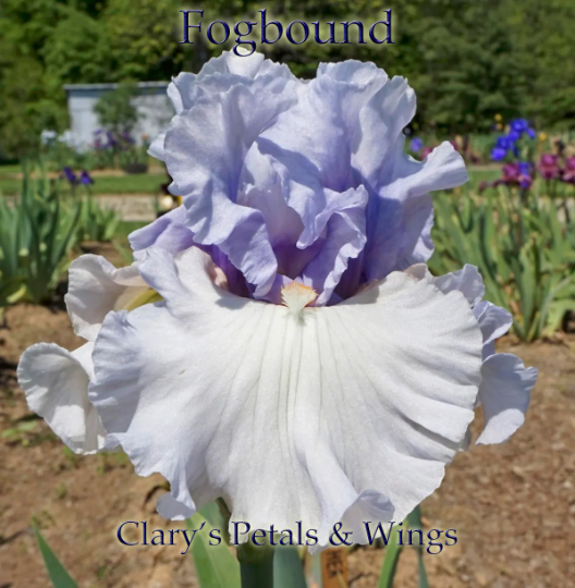 Fogbound 1998 Tall Bearded Iris