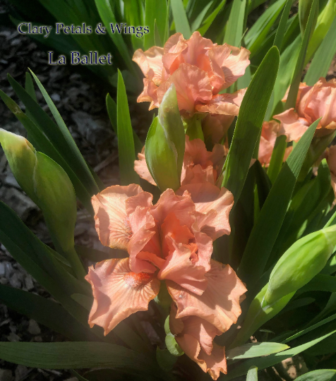 La Ballet - 2006 Standard Dwarf Bearded Iris