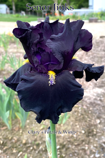 SENOR JINKS - 2018 Tall Bearded Iris