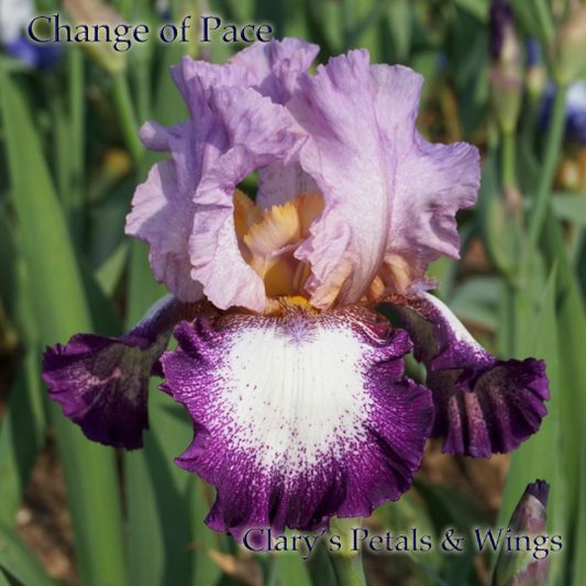 Change of Pace 1991 Tall Bearded Iris