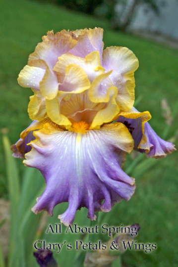 ALL ABOUT SPRING - Kerr 2006 - Tall Bearded Iris