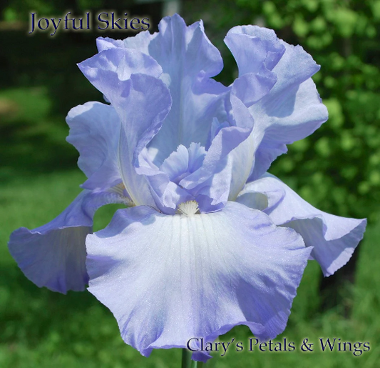 Joyful Skies - 2005 Tall Bearded Iris