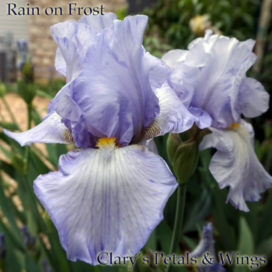 Rain on Frost 2009 Tall Bearded Iris