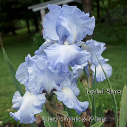 Joyful Skies - 2005 Tall Bearded Iris