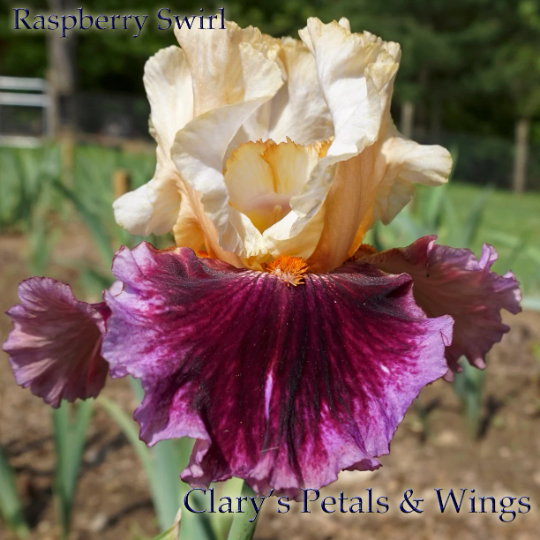 RASPBERRY SWIRL - 2009 - TB – PetalsWings