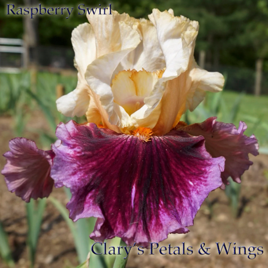 Raspberry Swirl - 2009 Tall Bearded Iris