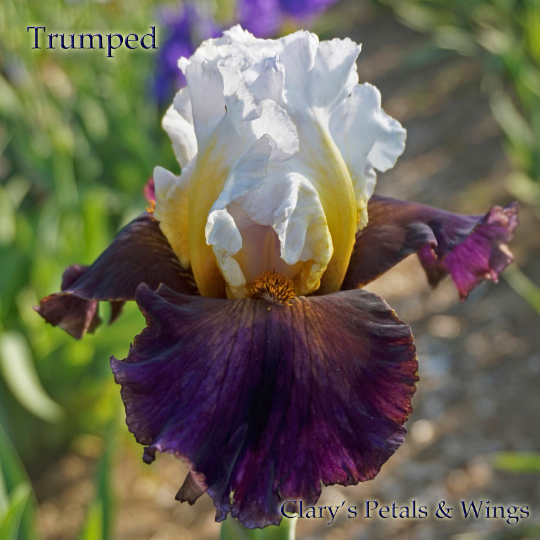 TRUMPED - 2008 Tall Bearded Iris