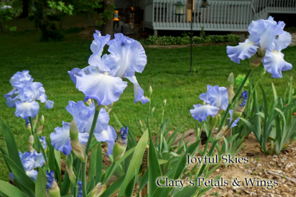 Joyful Skies - 2005 Tall Bearded Iris