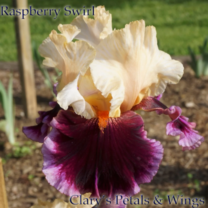 Raspberry Swirl - 2009 Tall Bearded Iris