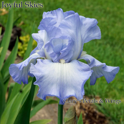 Joyful Skies - 2005 Tall Bearded Iris