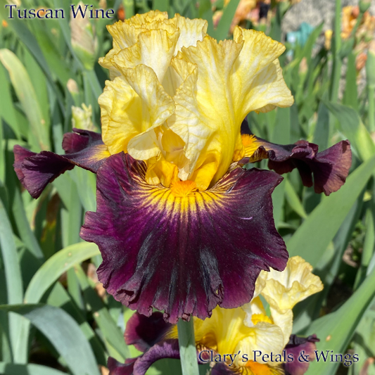 TUSCAN WINE - 2019 - TB - Fragrant