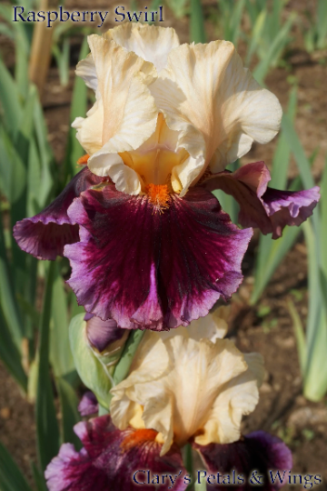 Raspberry Swirl - 2009 Tall Bearded Iris