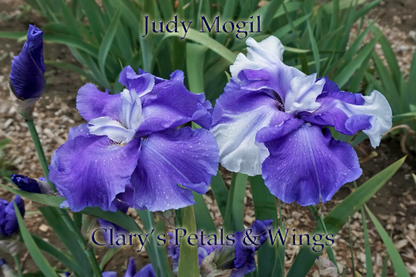 JUDY MOGIL - Tall Bearded Iris