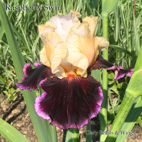 Raspberry Swirl - 2009 Tall Bearded Iris