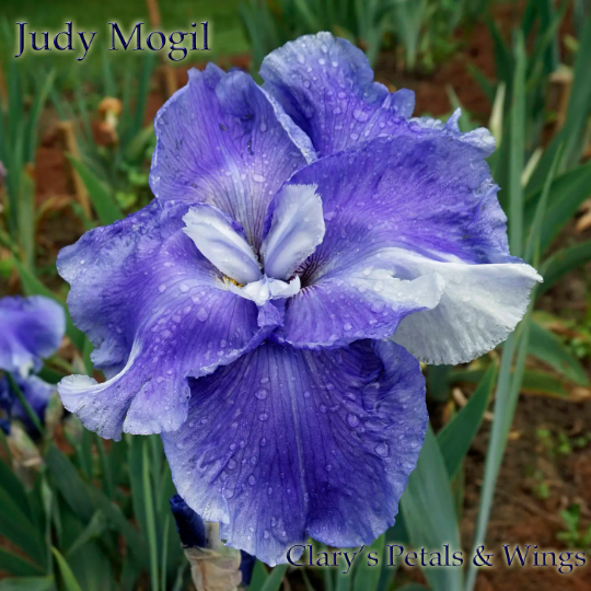 JUDY MOGIL - Tall Bearded Iris