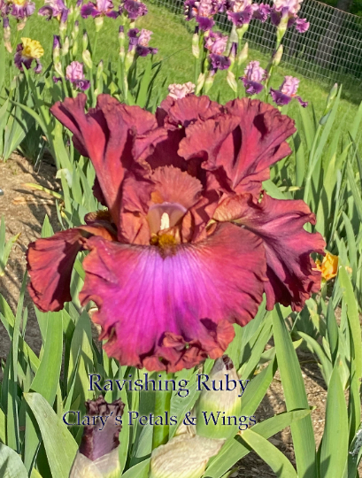 RAVISHING RUBY - 2016 Tall Bearded Iris