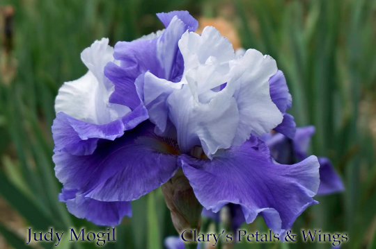 JUDY MOGIL - Tall Bearded Iris