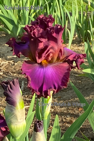 RAVISHING RUBY - 2016 Tall Bearded Iris