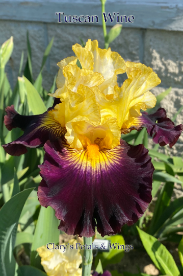 Tuscan Wine - 2019 Tall Bearded Iris