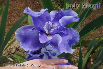 JUDY MOGIL - Tall Bearded Iris