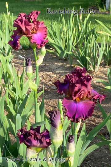 RAVISHING RUBY - 2016 Tall Bearded Iris