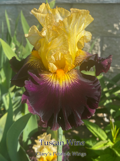 Tuscan Wine - 2019 Tall Bearded Iris