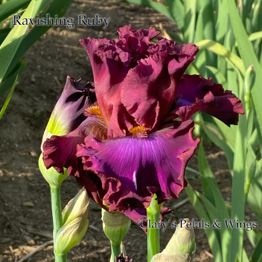 RAVISHING RUBY - 2016 Tall Bearded Iris