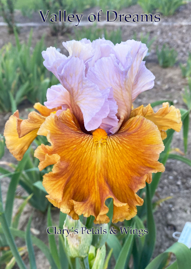 VALLEY OF DREAMS - 2015 - TB