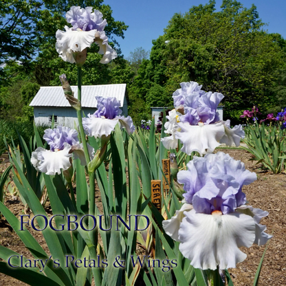 Fogbound 1998 Tall Bearded Iris