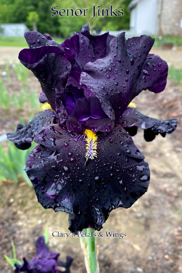 SENOR JINKS - 2018 Tall Bearded Iris