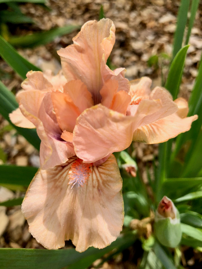 La Ballet - 2006 Standard Dwarf Bearded Iris