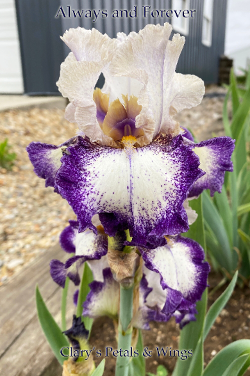 ALWAYS AND FOREVER - Tall Bearded Iris