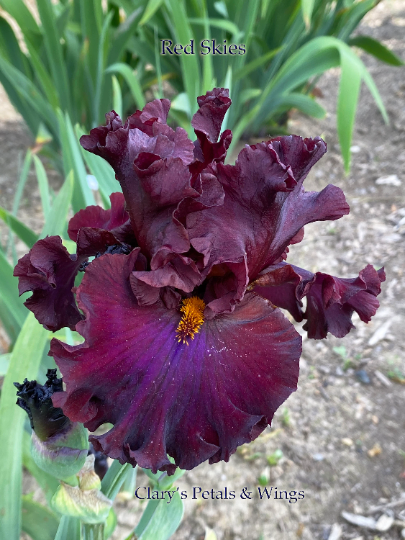 RED SKIES - 2006 Tall Bearded Iris