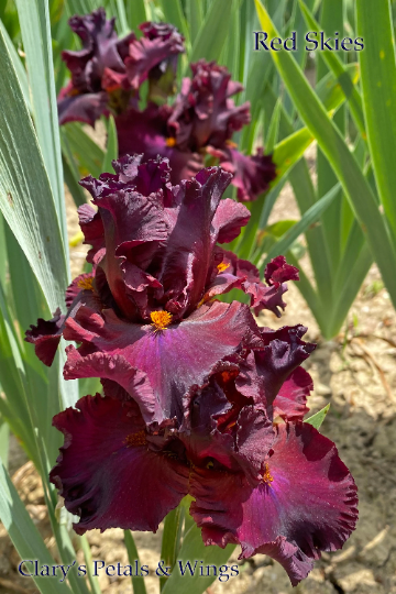 RED SKIES - 2006 Tall Bearded Iris