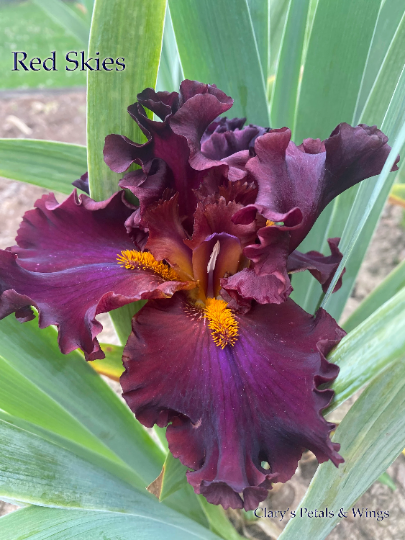 RED SKIES - 2006 Tall Bearded Iris