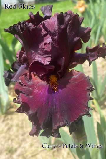 RED SKIES - 2006 Tall Bearded Iris