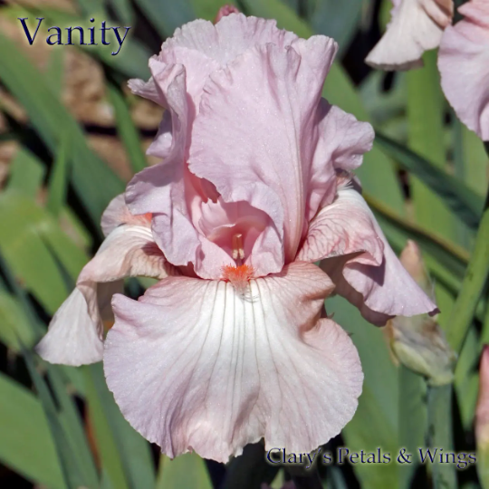 VANITY -  Tall Bearded Iris