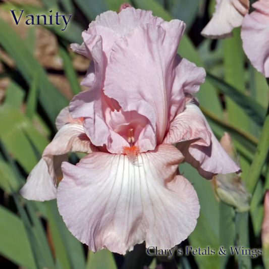 VANITY -  Tall Bearded Iris