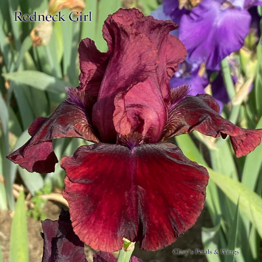 Redneck Girl - 2014 Tall Bearded Iris