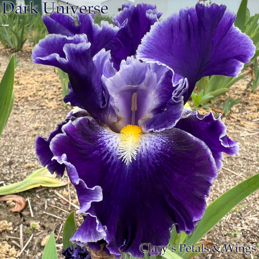 DARK UNIVERSE - 2019 - TB