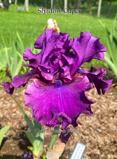 SHADOW CAPER - 2018 - TB