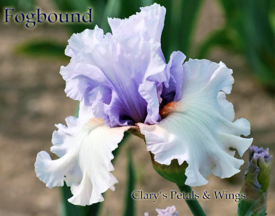 Fogbound 1998 Tall Bearded Iris