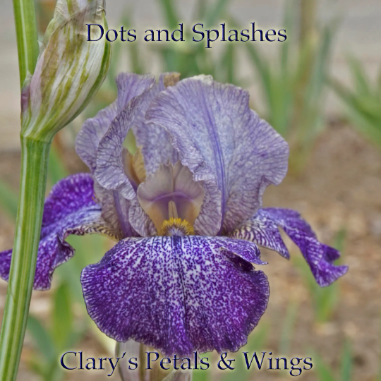 DOTS AND SPLASHES 2010 Tall Bearded Iris