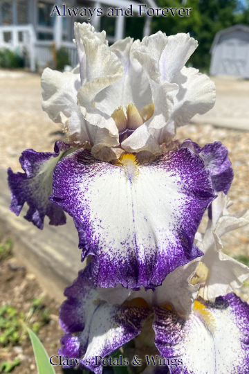 ALWAYS AND FOREVER - Tall Bearded Iris